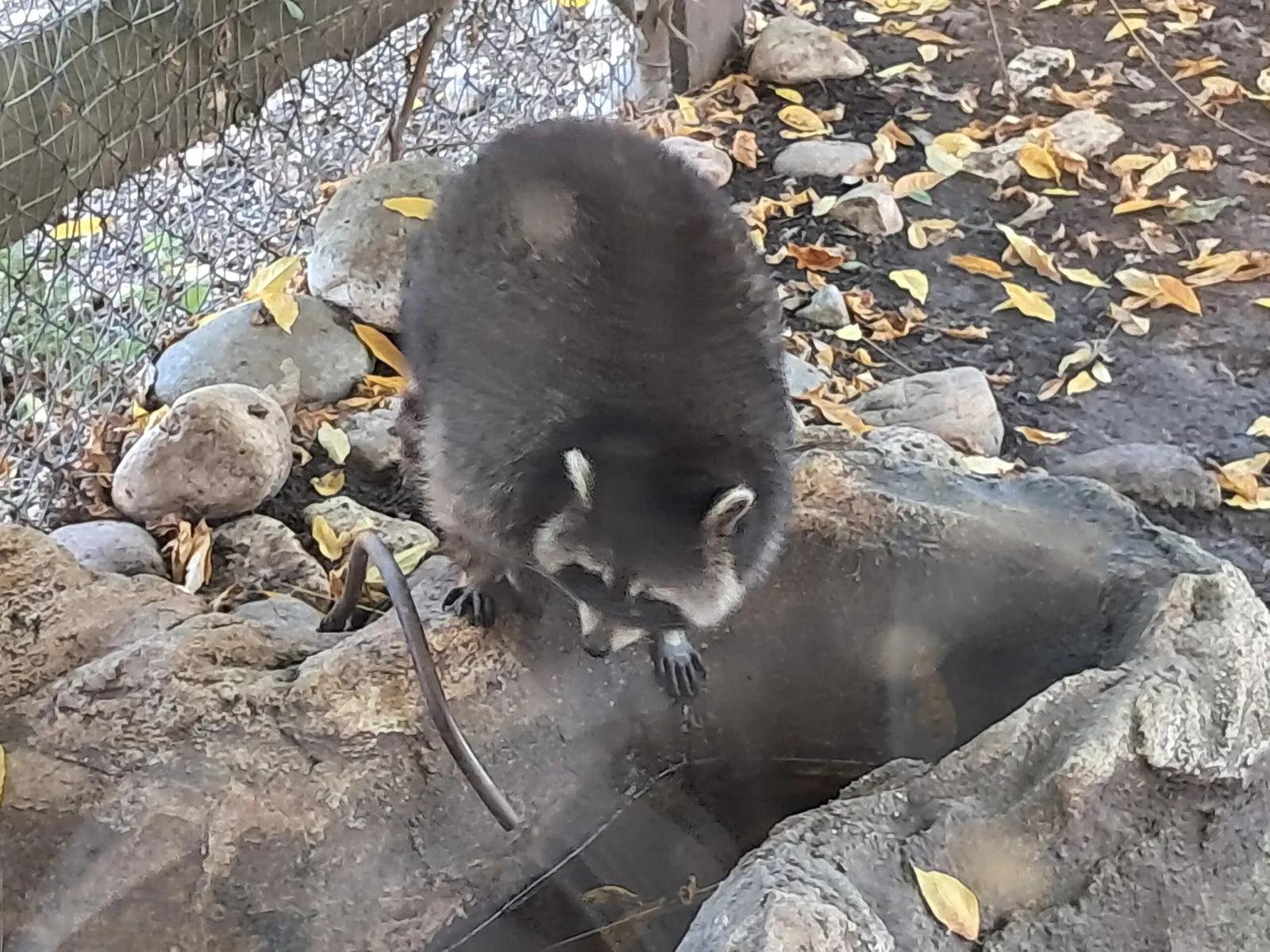 Cappeller Fauna Park