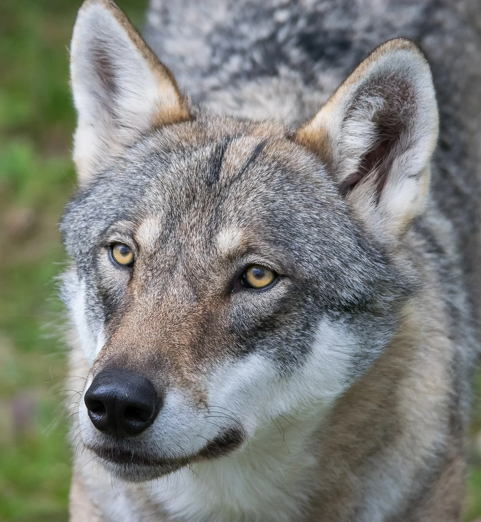 Orsa Predator Park