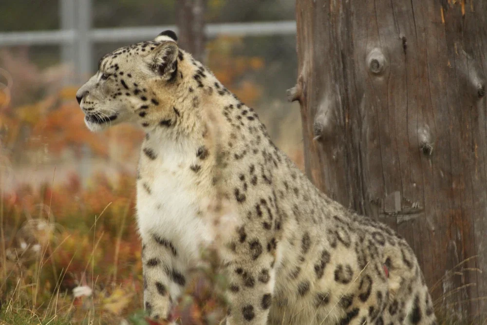 Orsa Predator Park