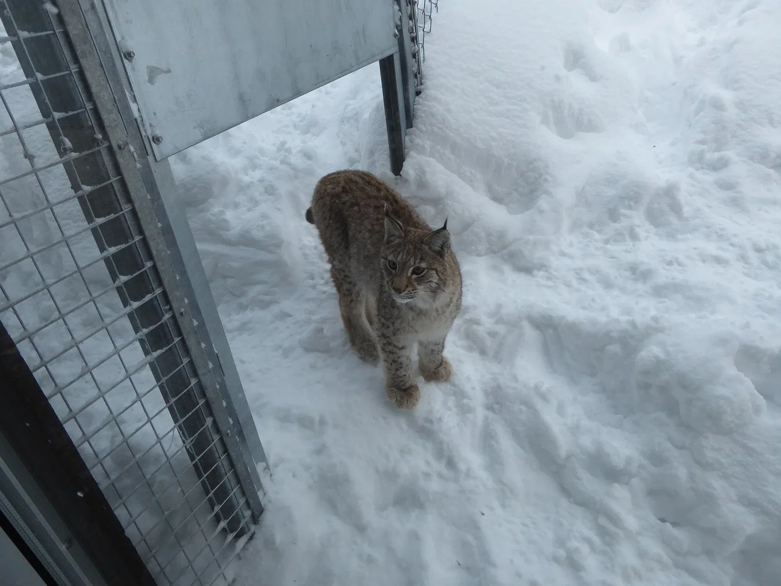 Orsa Predator Park