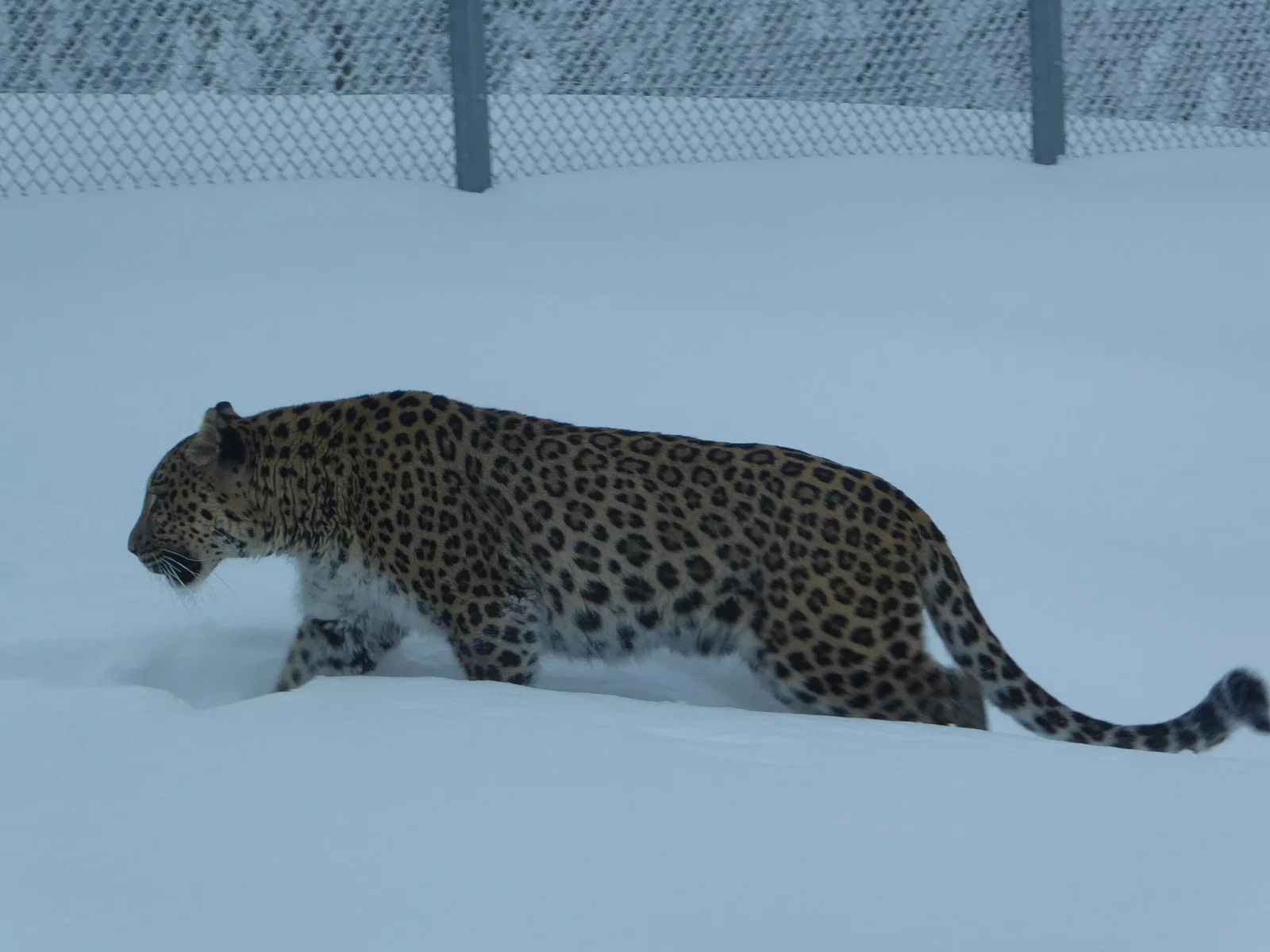 Orsa Predator Park