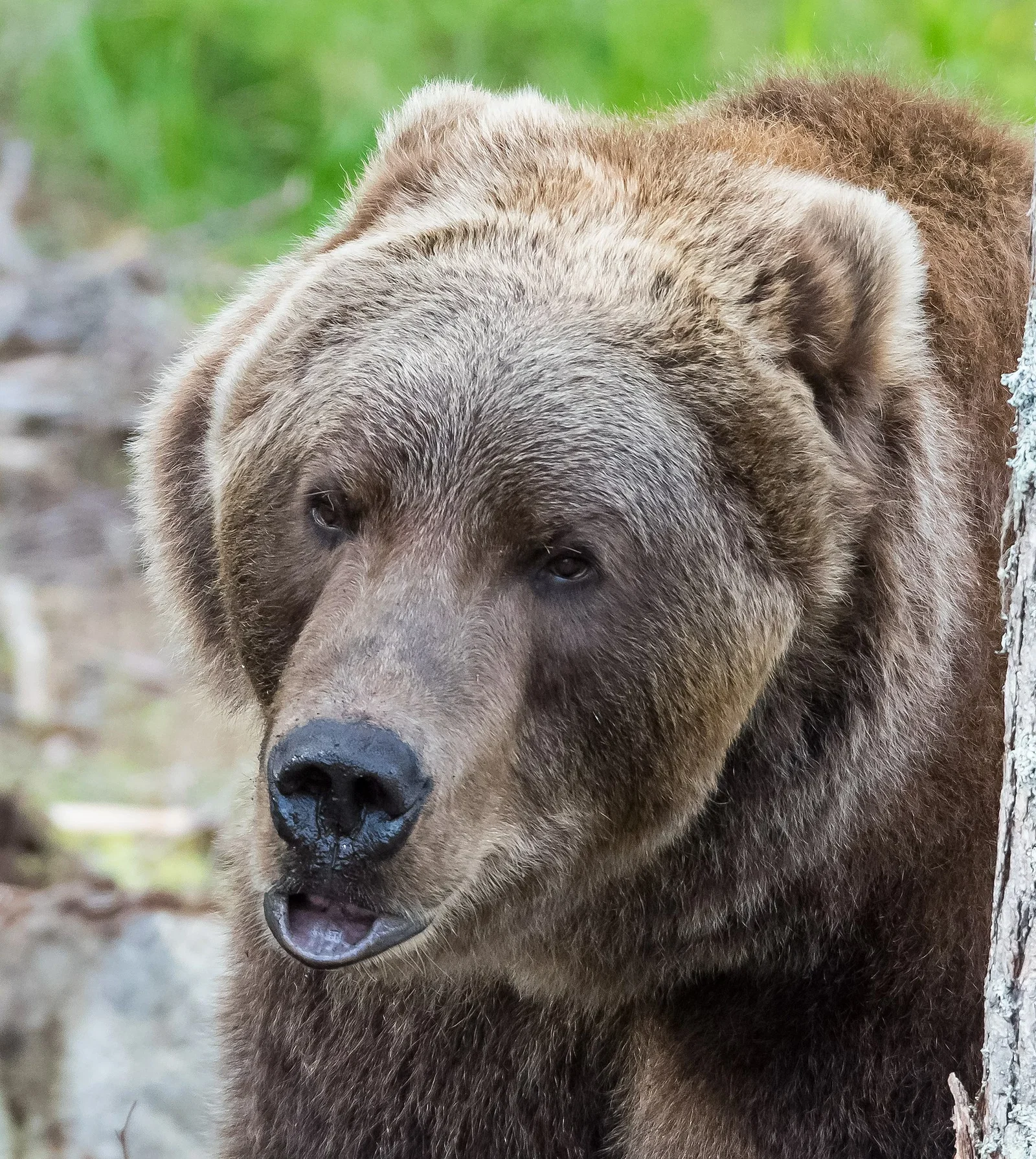 Orsa Predator Park
