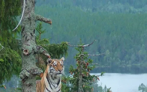 Orsa Predator Park