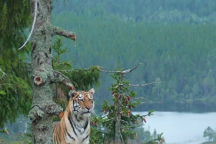 Orsa Predator Park