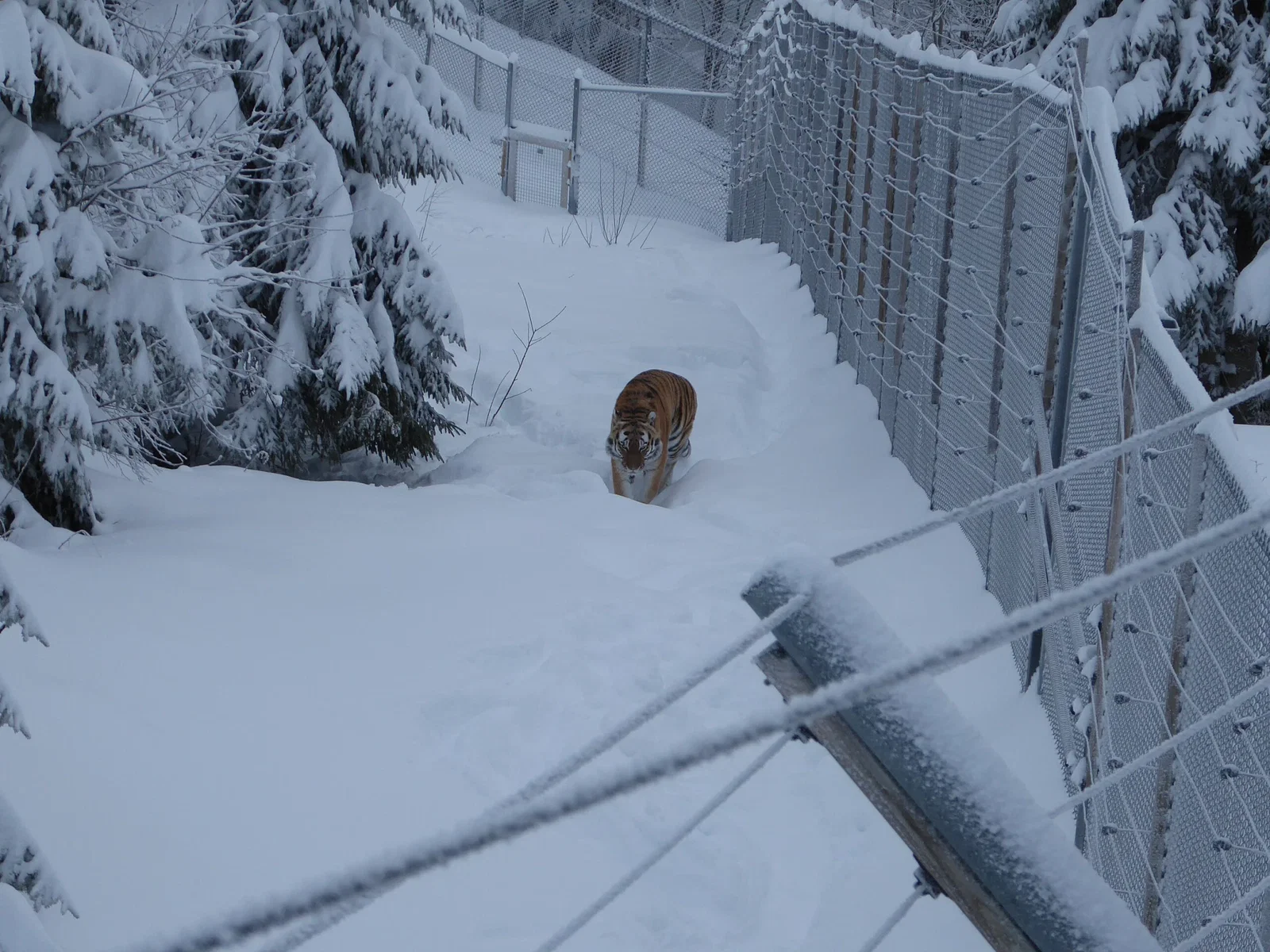 Orsa Predator Park