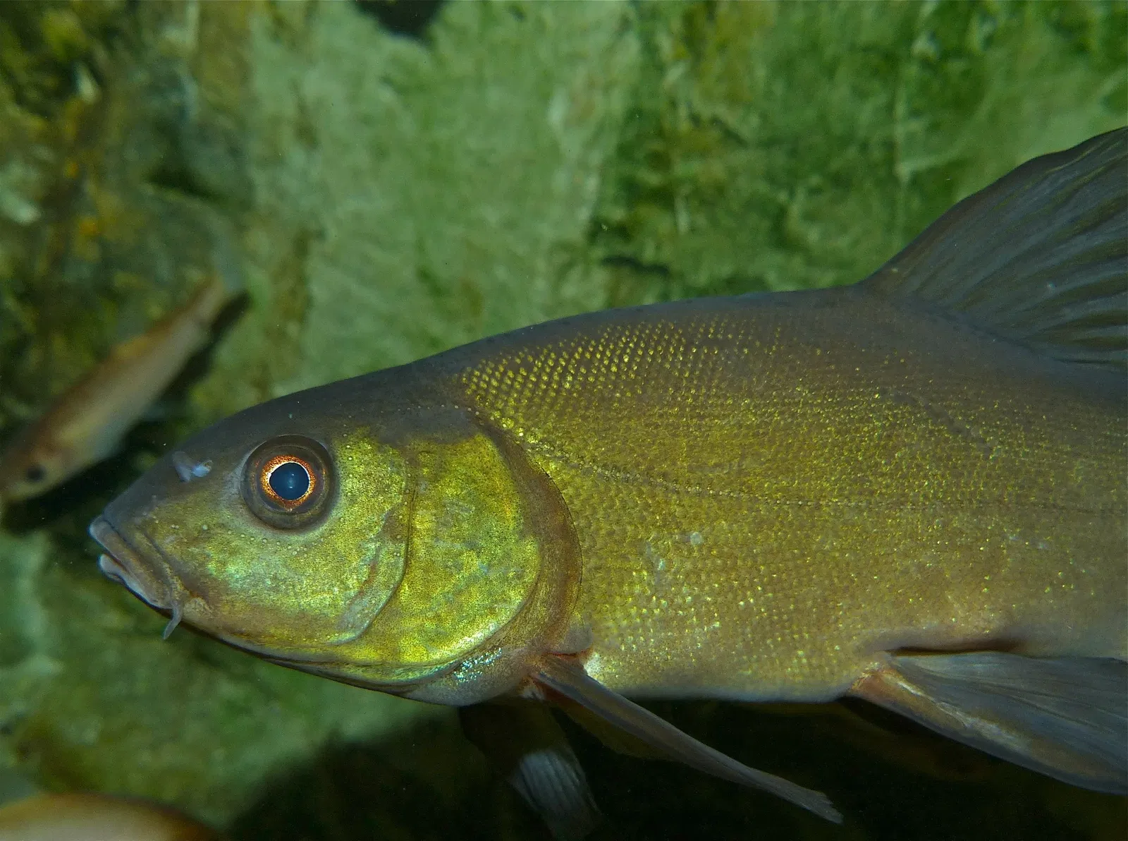 Aquarium de Touraine