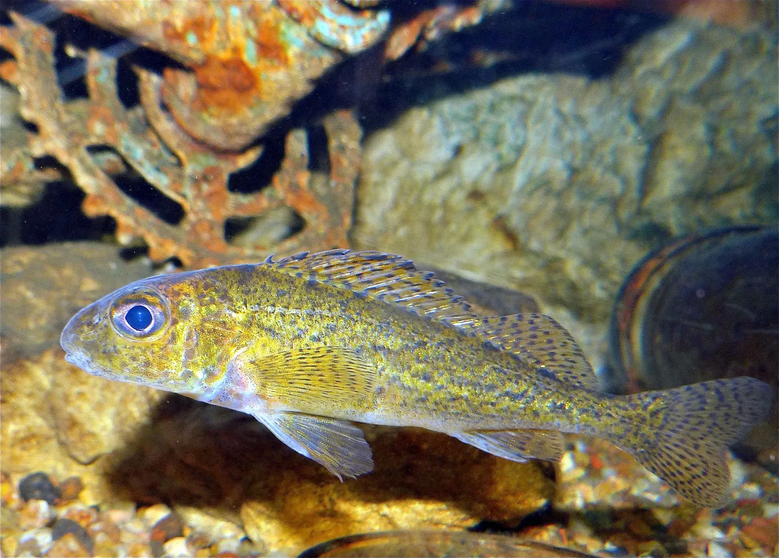 Aquarium de Touraine