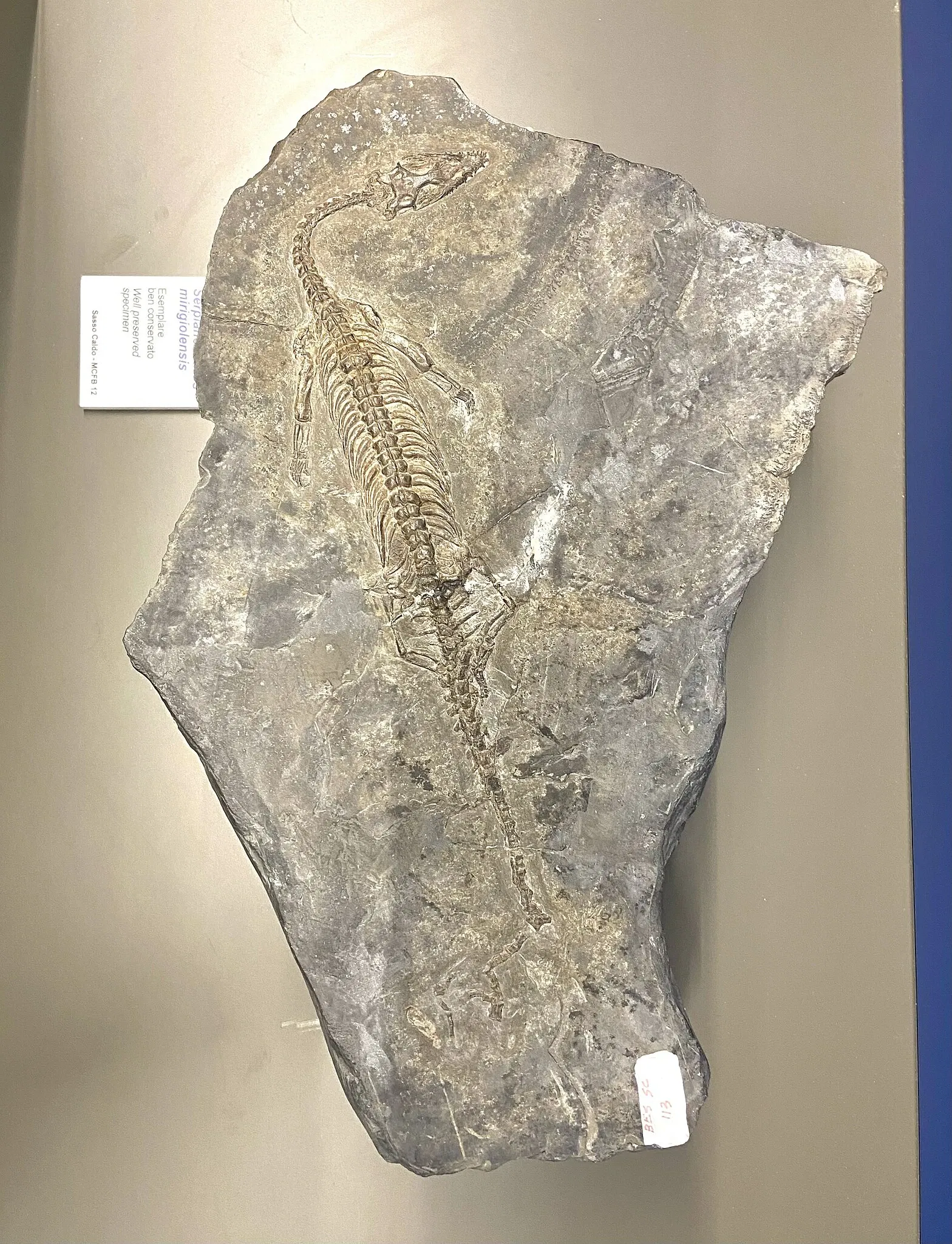 Museo Civico dei Fossili di Besano