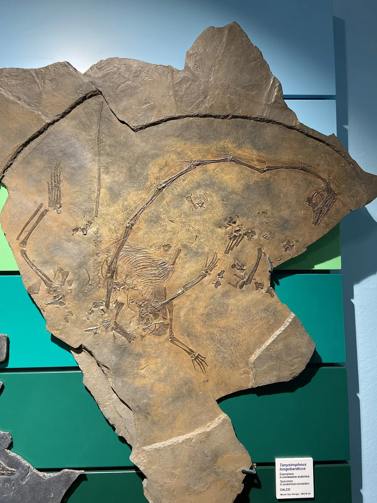 Civic Museum of Fossils of Besano