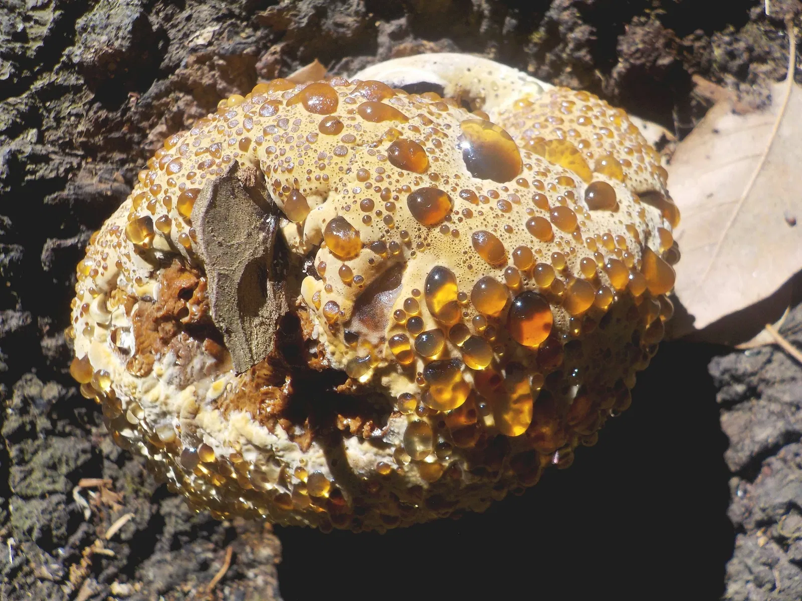 Palazzo Altieri Oriolo Romano