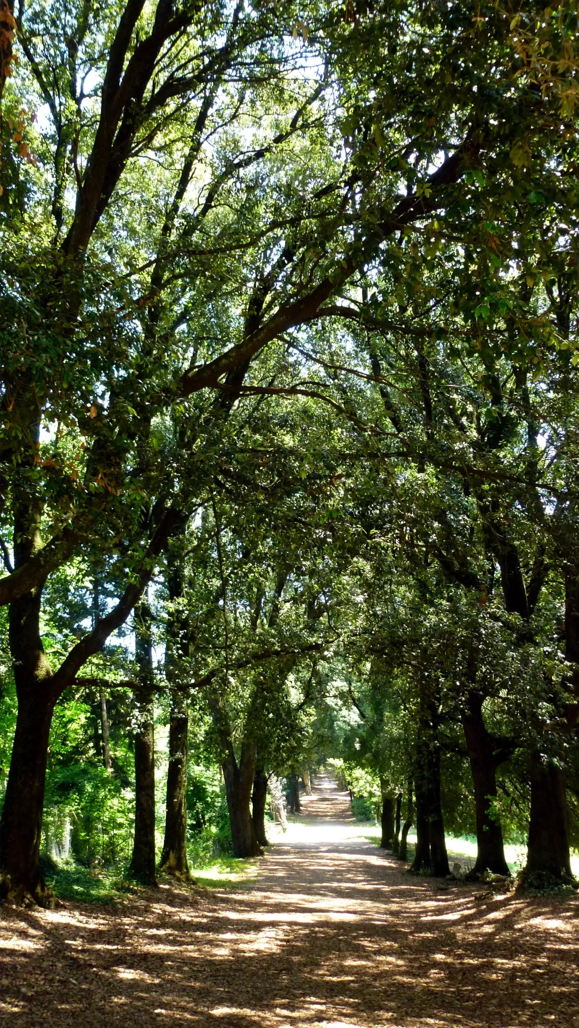 Palazzo Altieri Oriolo Romano