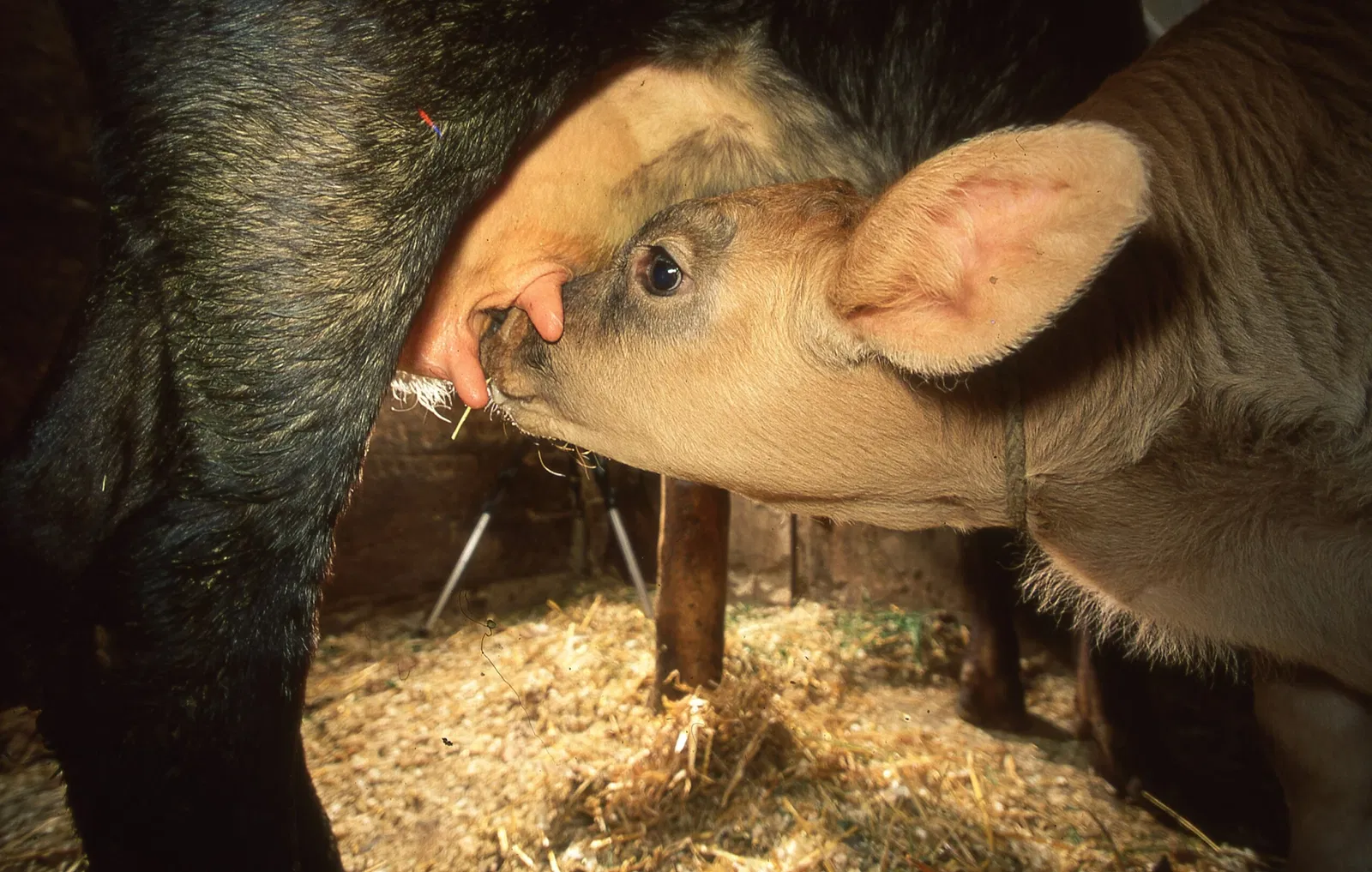 Museo del Latte e della Storia della Muggiasca