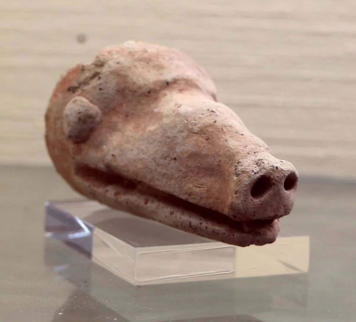 Museo Archeologico Nazionale ed Area Archeologica di Cosa