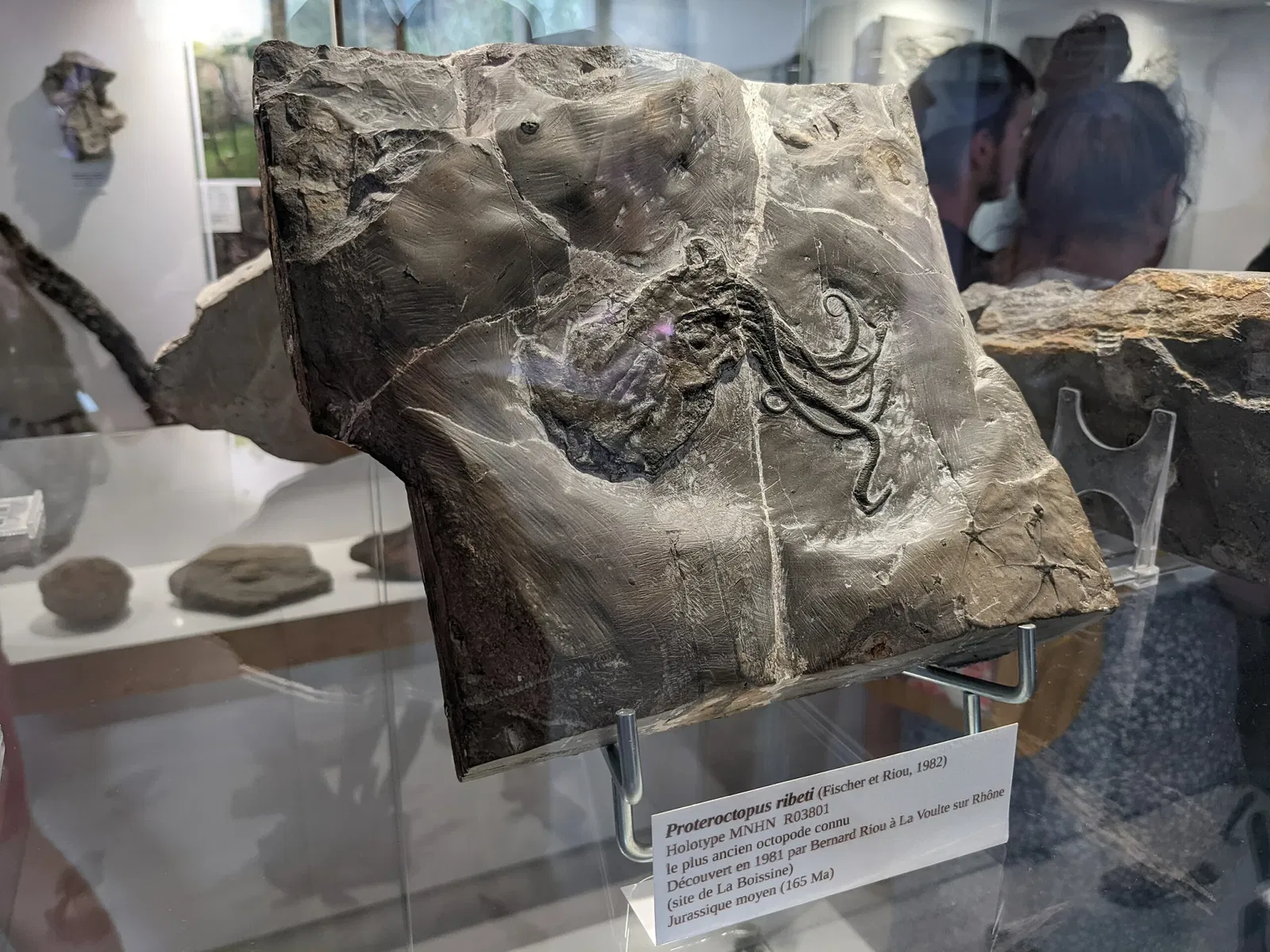 Muséum de l'Ardèche