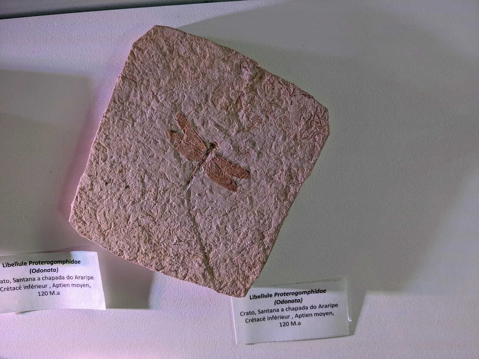 Muséum de l'Ardèche