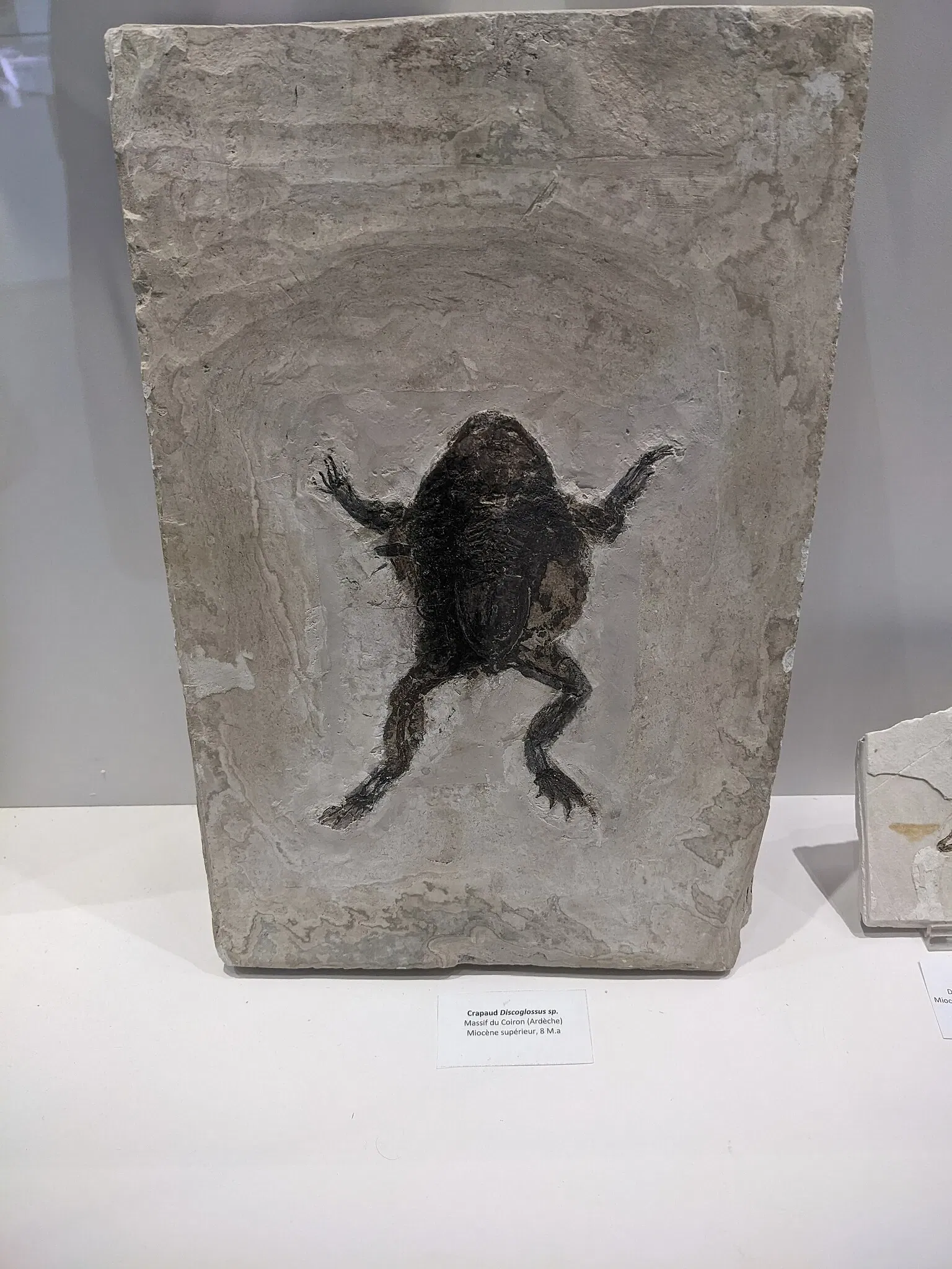 Natural History Museum of Ardèche