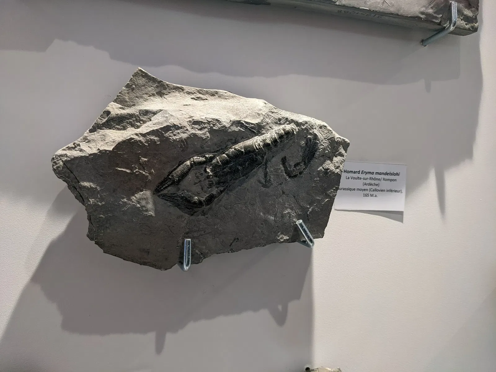 Natural History Museum of Ardèche