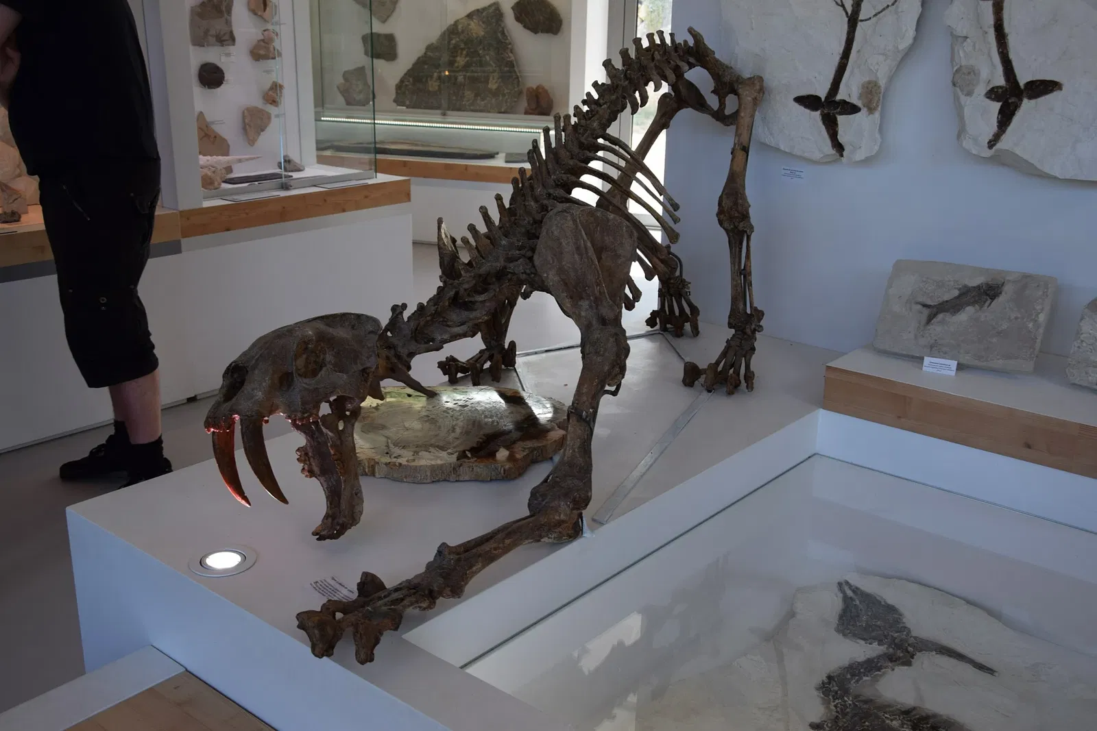 Muséum de l'Ardèche