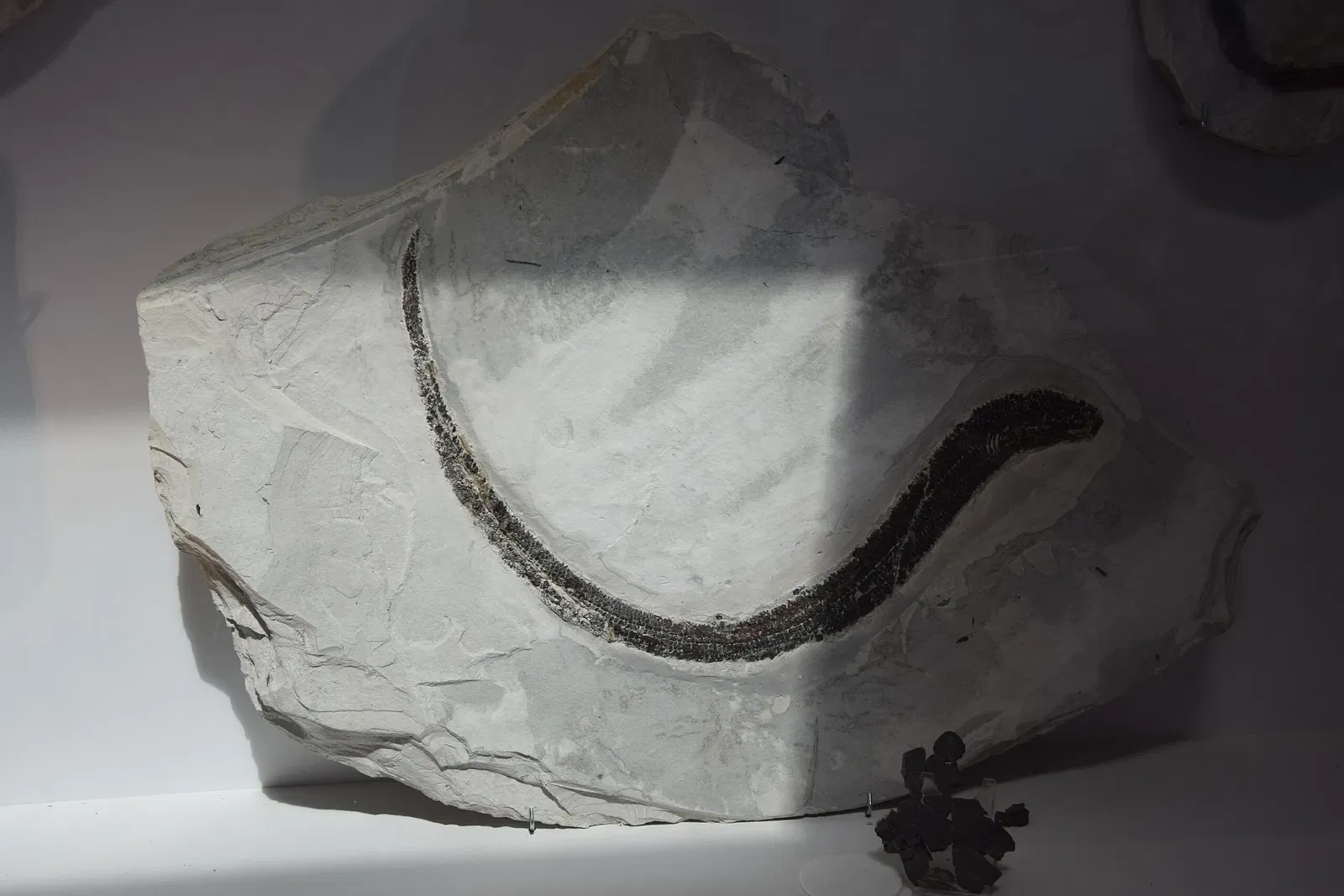 Natural History Museum of Ardèche