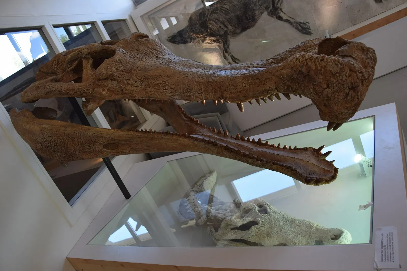 Muséum de l'Ardèche