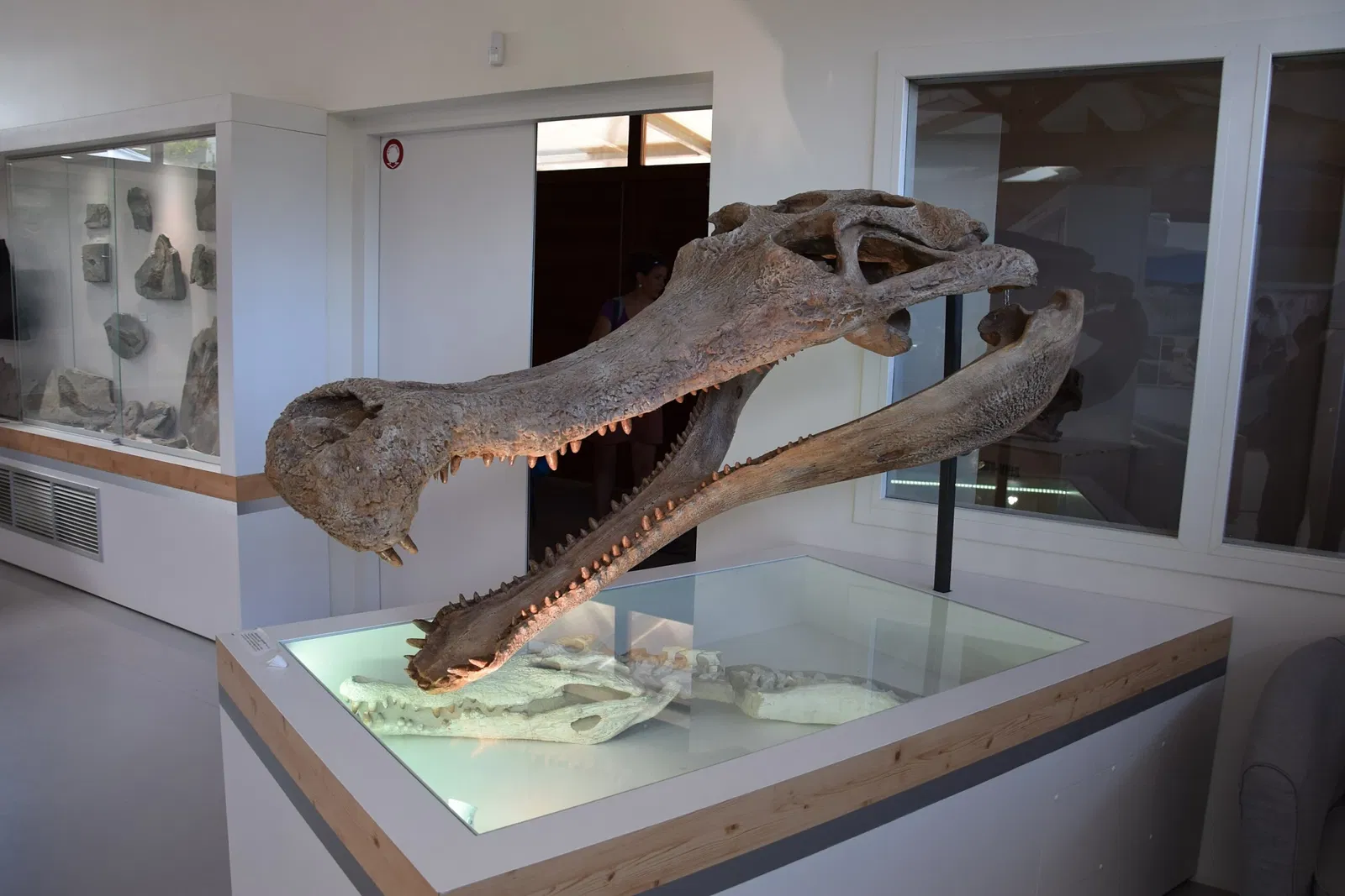 Muséum de l'Ardèche