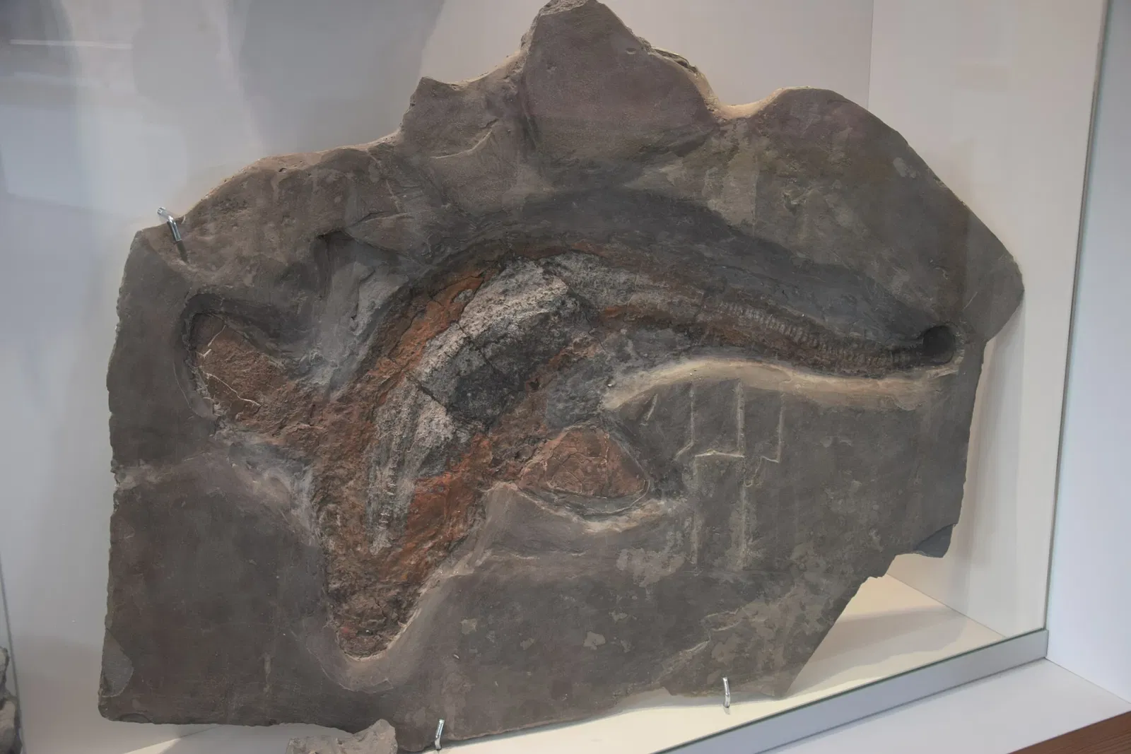 Natural History Museum of Ardèche