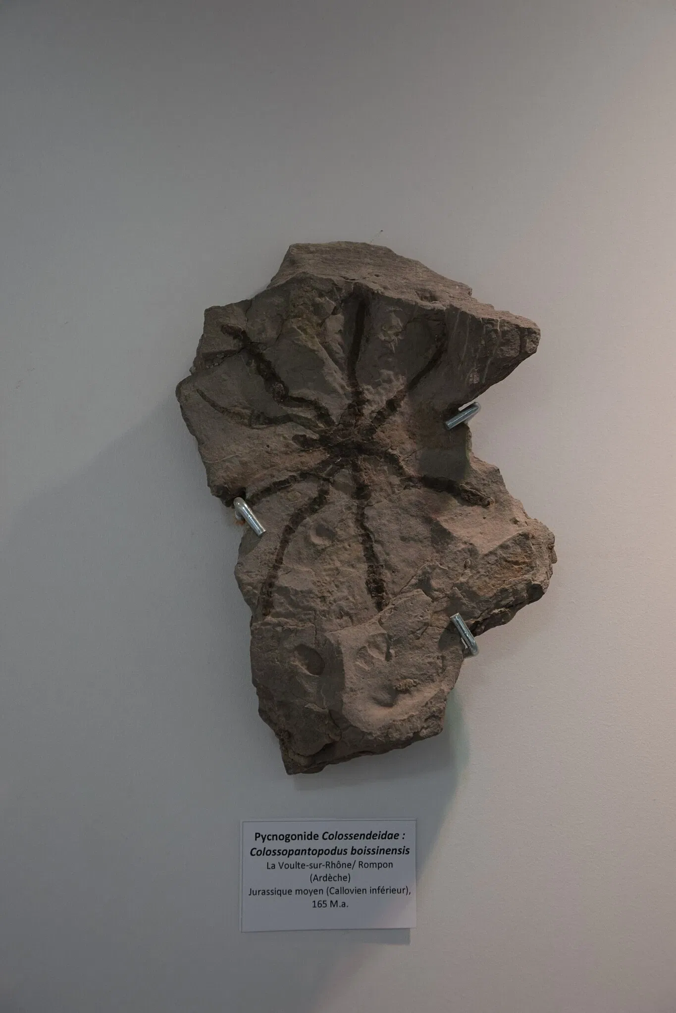 Natural History Museum of Ardèche