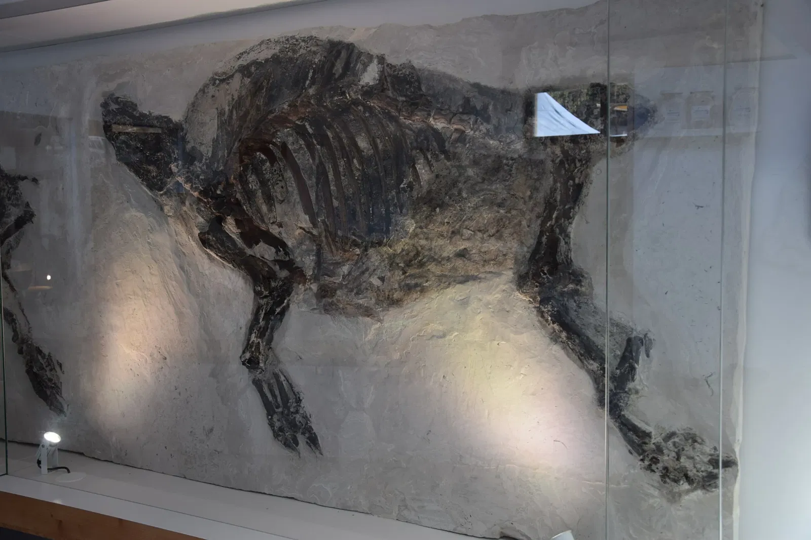 Muséum de l'Ardèche