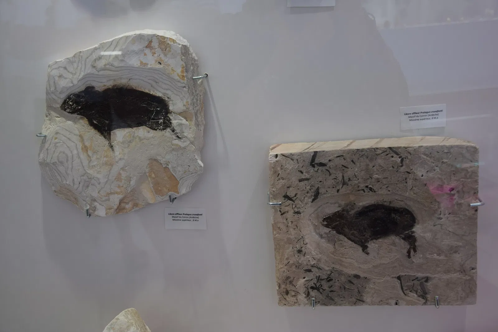 Natural History Museum of Ardèche