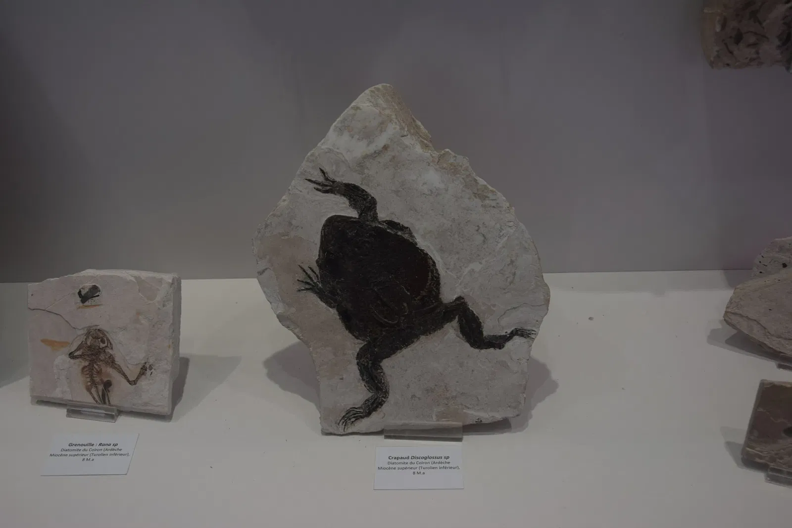 Natural History Museum of Ardèche