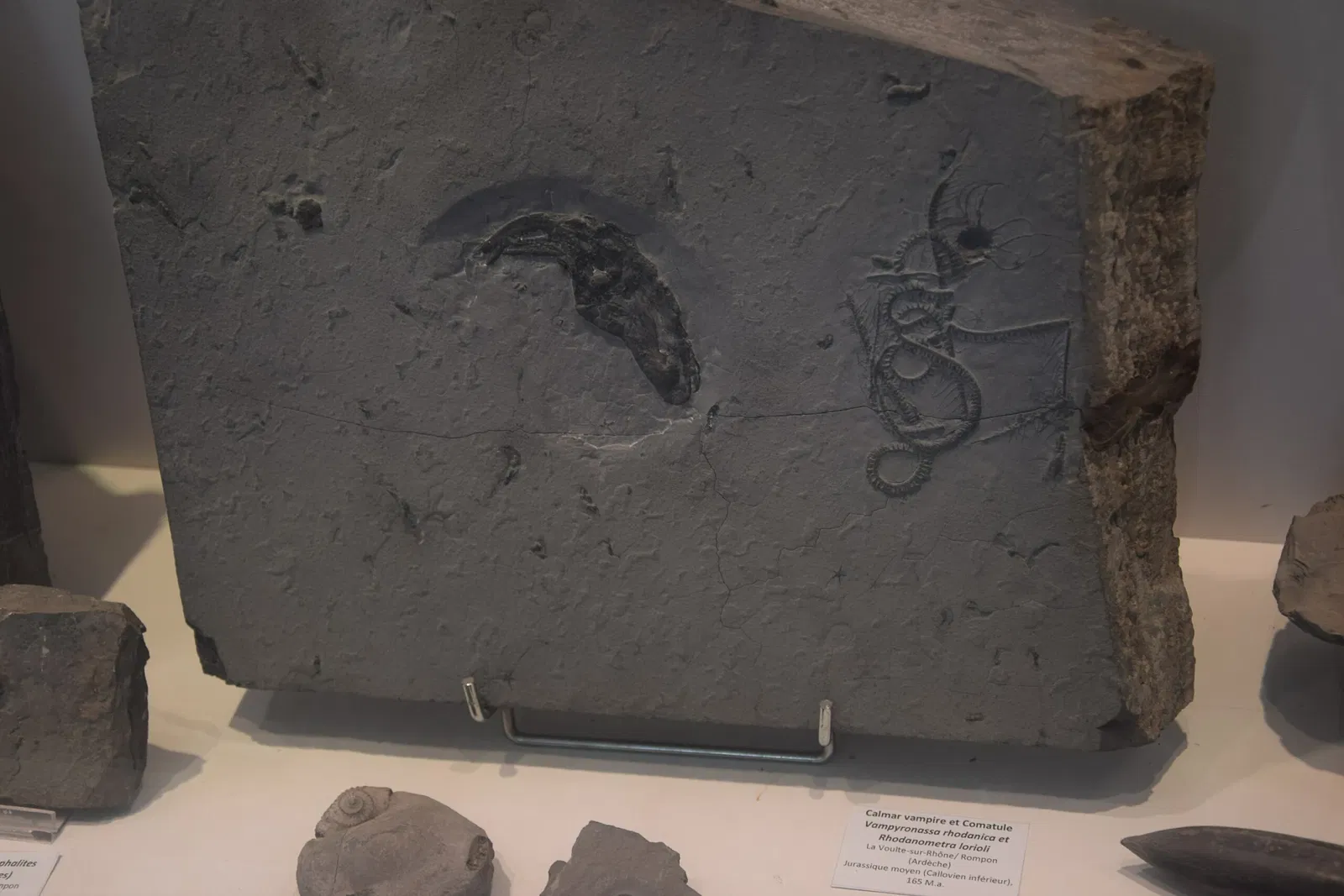 Natural History Museum of Ardèche