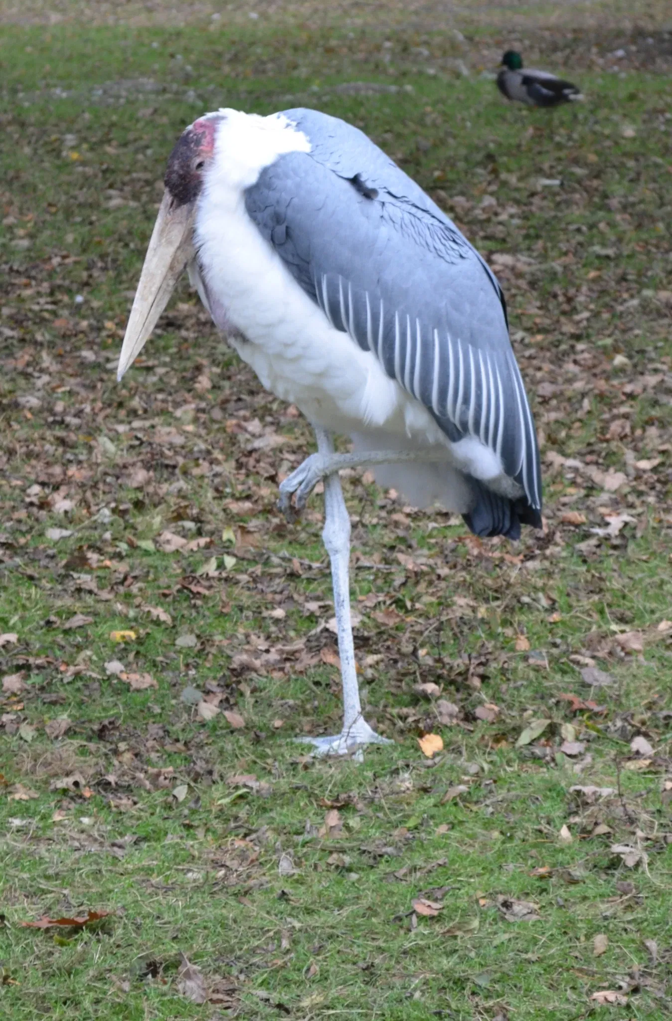 Parc des Oiseaux