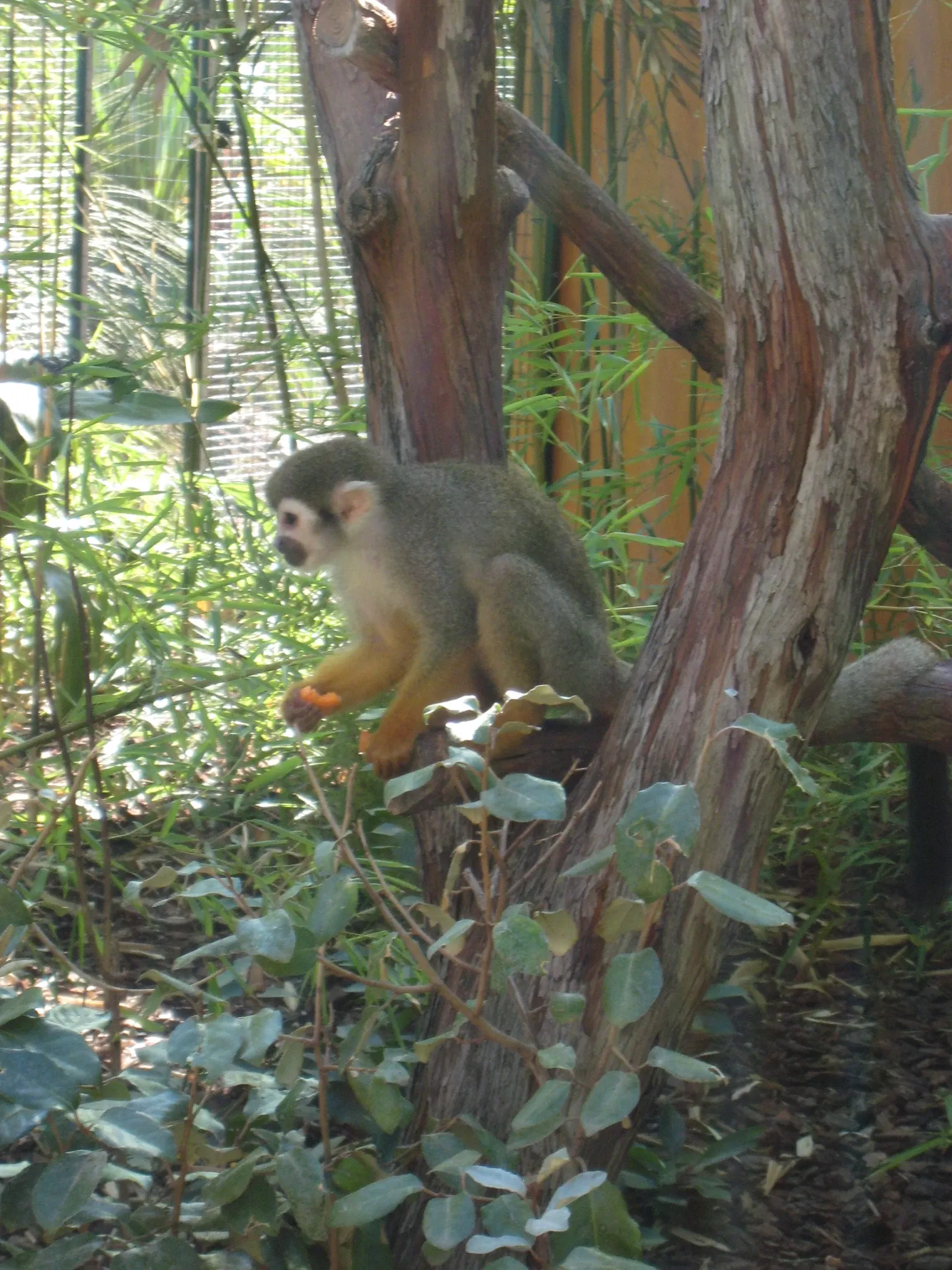 Jardin Zoologique Tropical