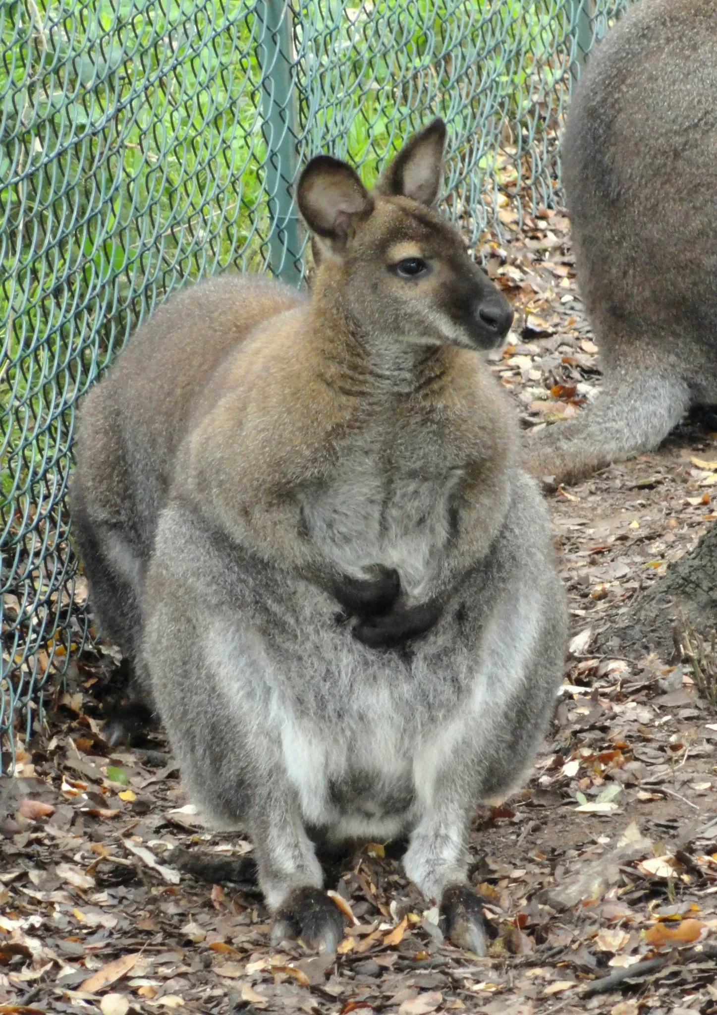 Tropical Zoological Garden