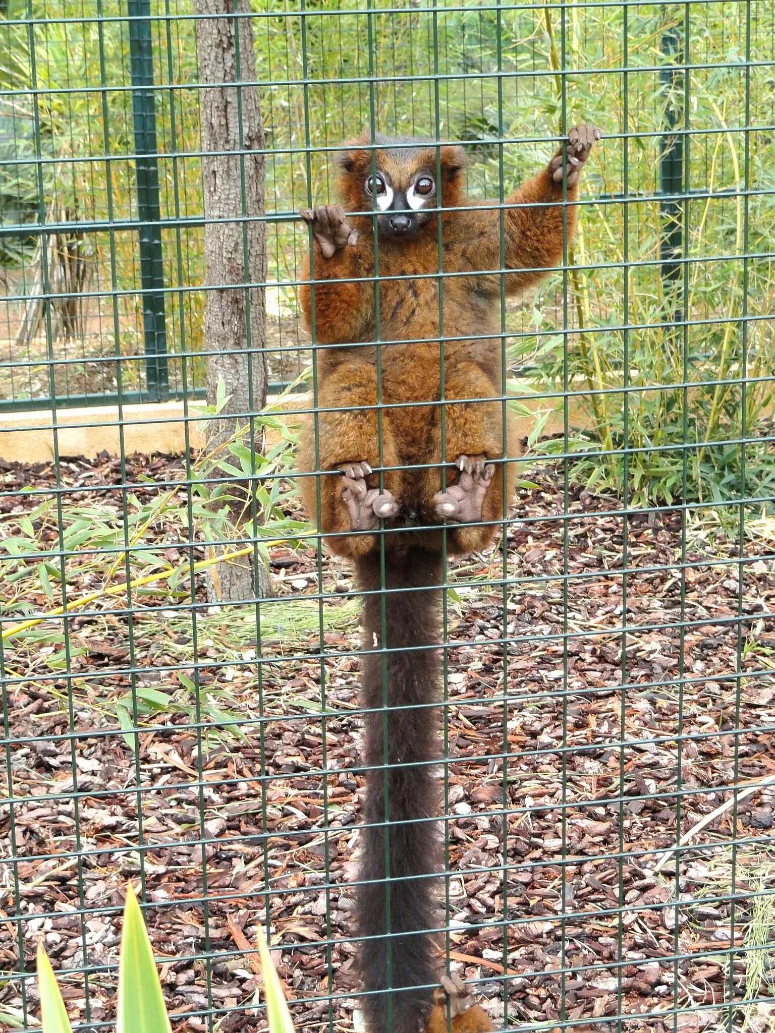 Jardin Zoologique Tropical