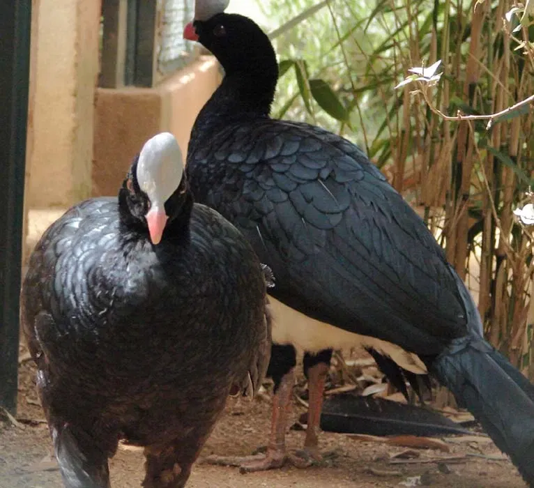 Tropical Zoological Garden