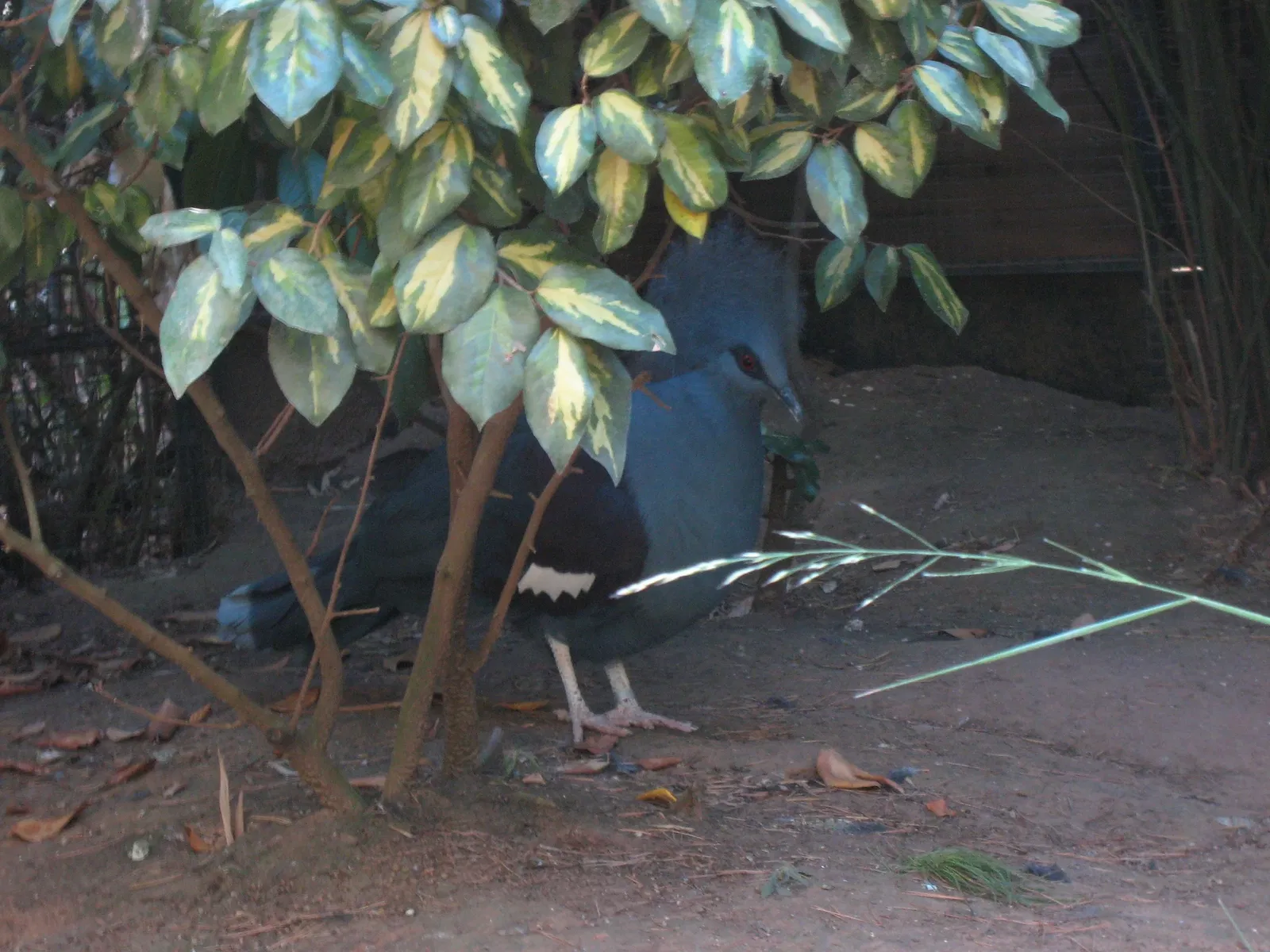 Jardin Zoologique Tropical
