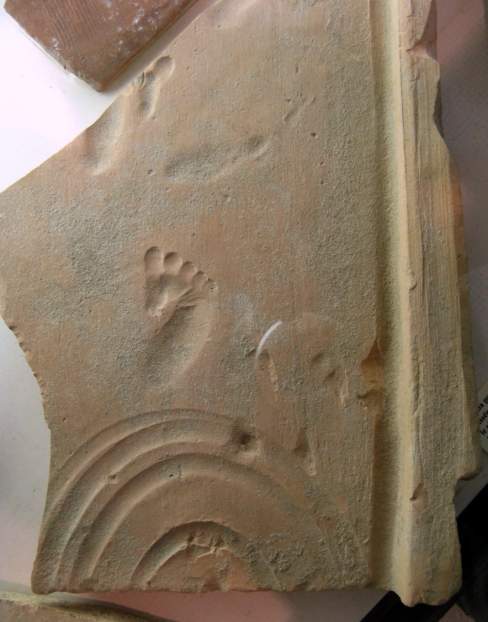 Musée Archéologique Théo Desplans