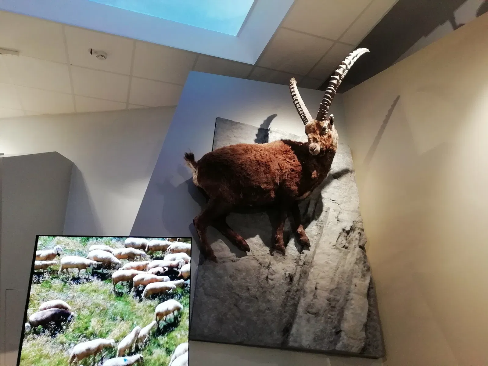 Museo Regionale di Scienze Naturali Efisio Noussan - Castello di Saint-Pierre