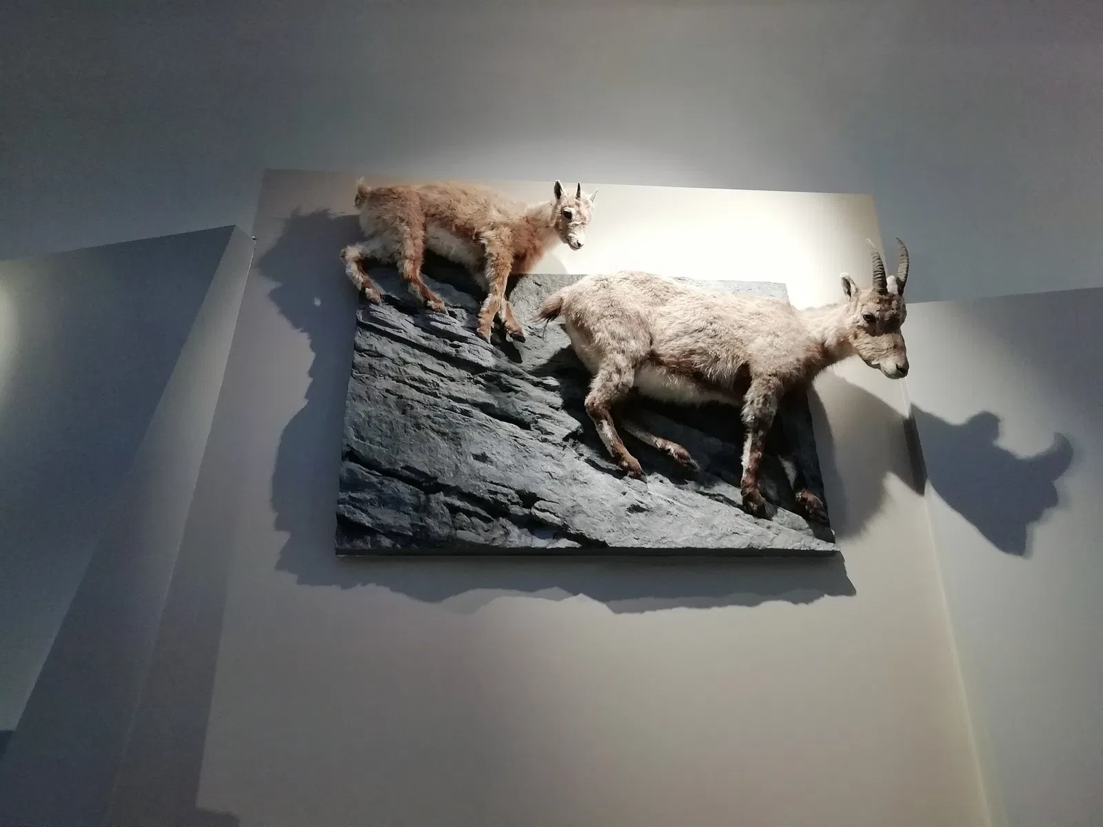 Museo Regionale di Scienze Naturali Efisio Noussan - Castello di Saint-Pierre