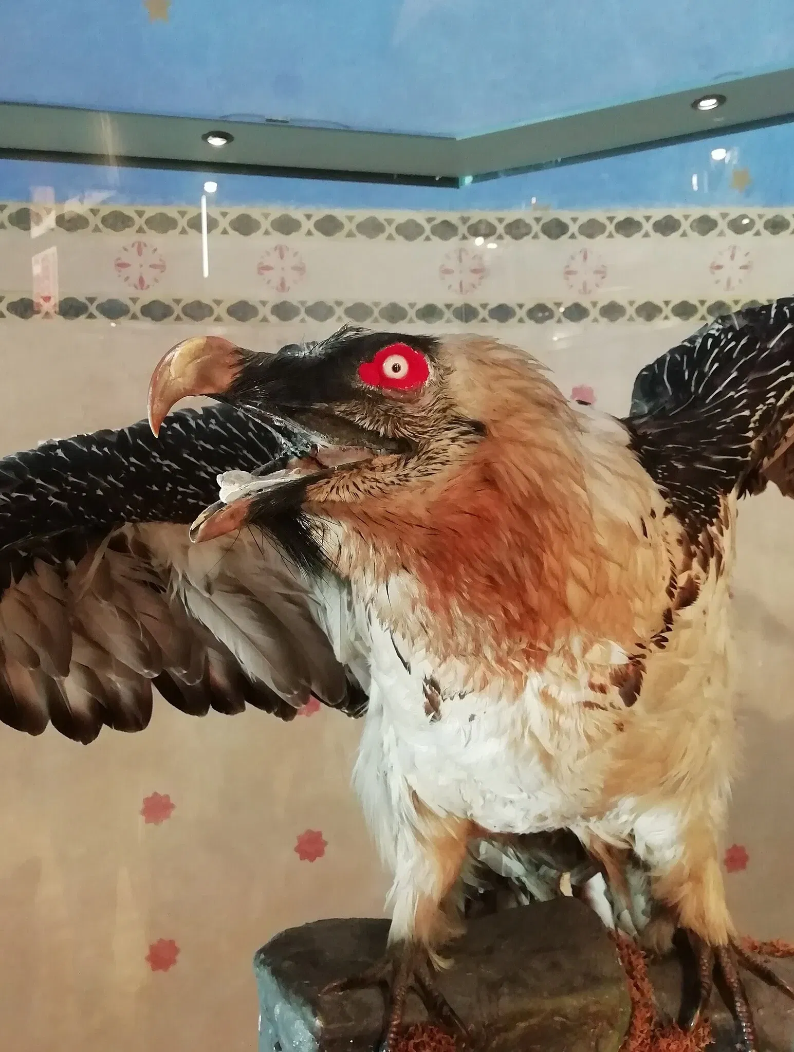 Museo Regionale di Scienze Naturali Efisio Noussan - Castello di Saint-Pierre