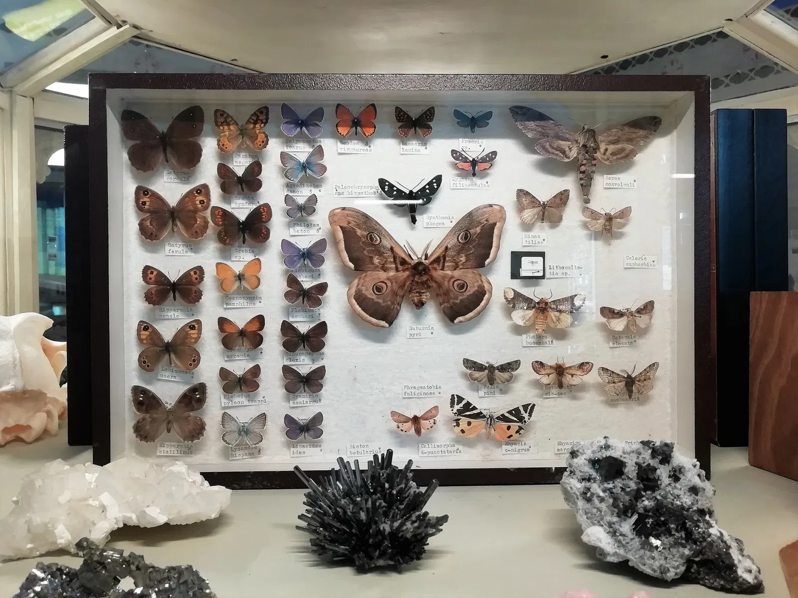 Museo Regionale di Scienze Naturali Efisio Noussan - Castello di Saint-Pierre