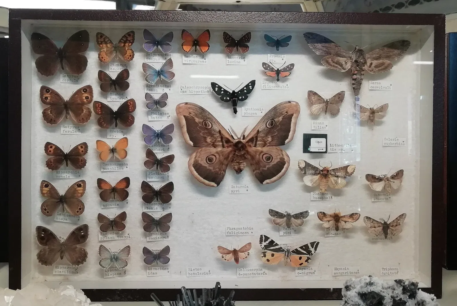 Museo Regionale di Scienze Naturali Efisio Noussan - Castello di Saint-Pierre