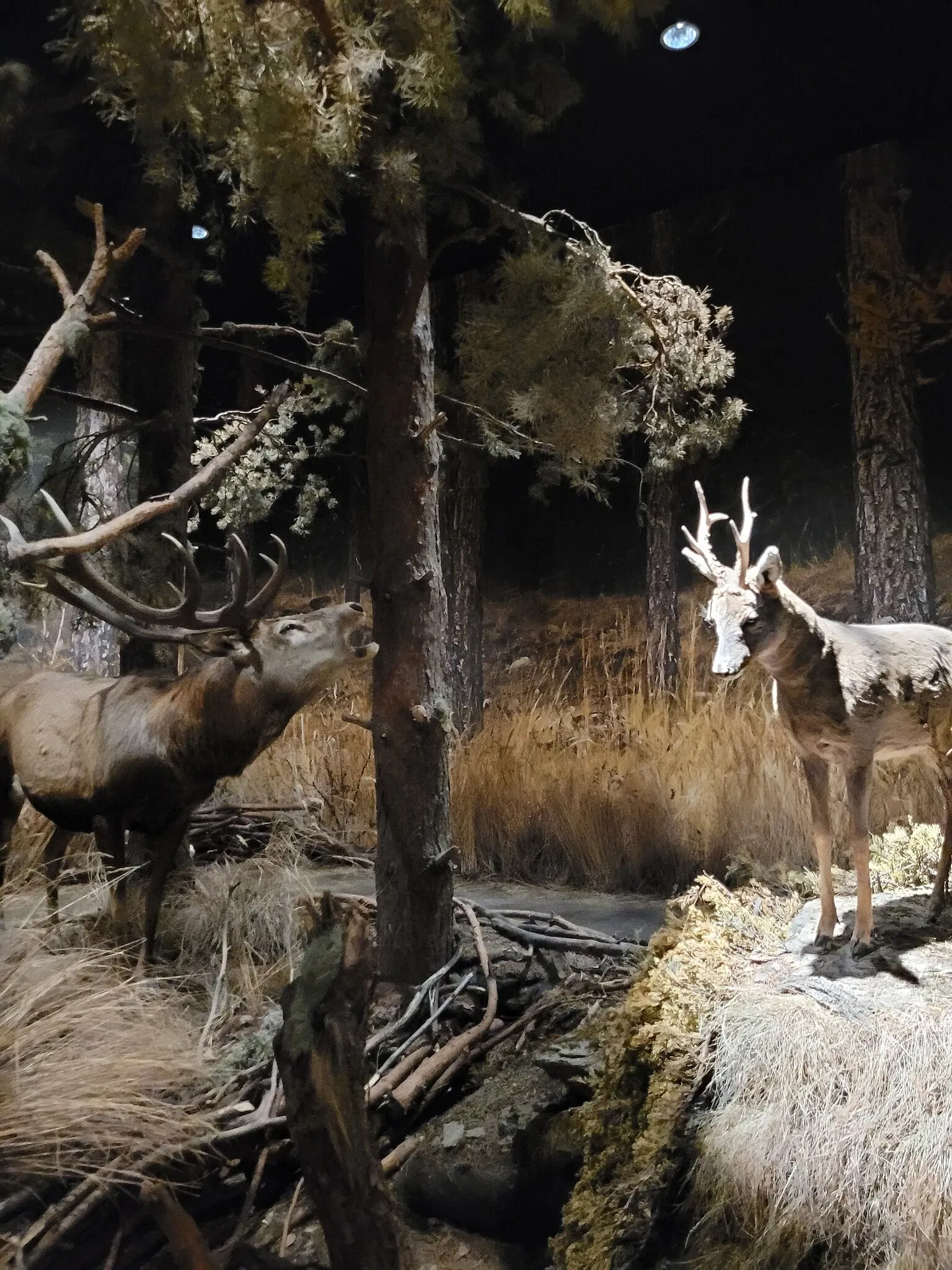 Museo Regionale di Scienze Naturali Efisio Noussan - Castello di Saint-Pierre