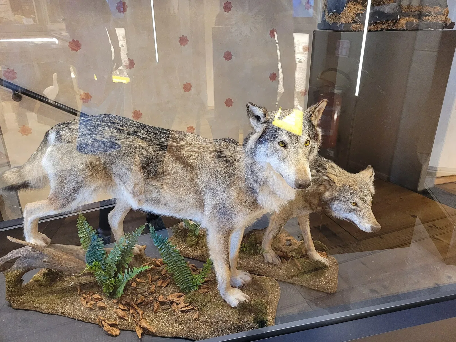 Museo Regionale di Scienze Naturali Efisio Noussan - Castello di Saint-Pierre