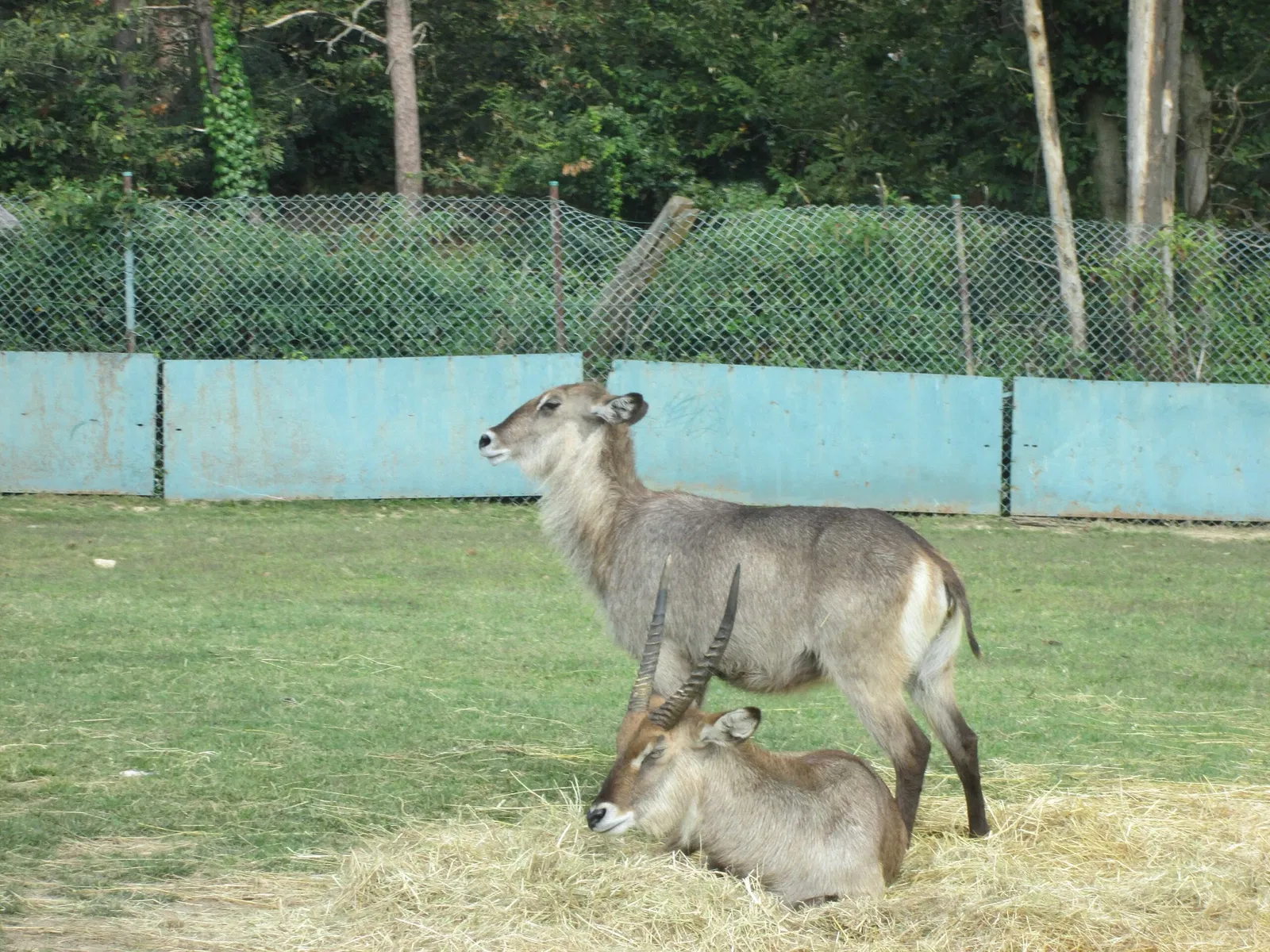Pombia Safari Park