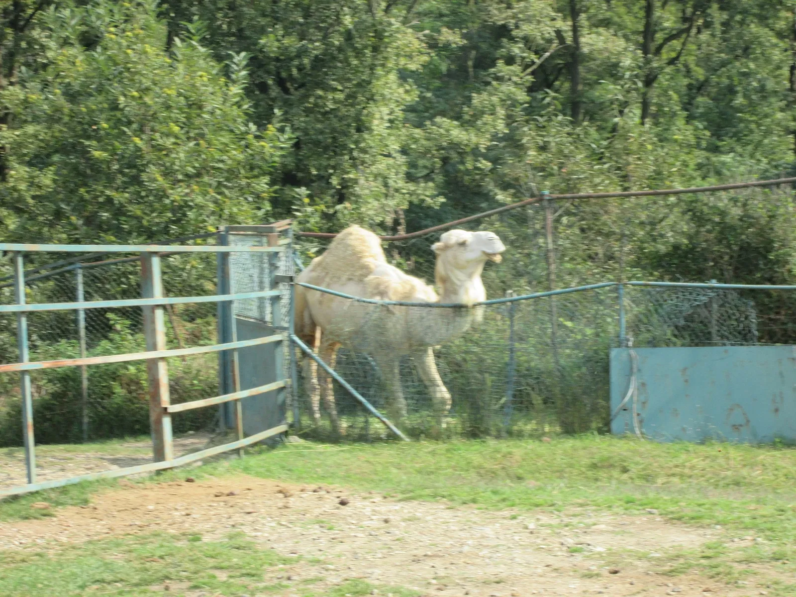 Pombia Safari Park