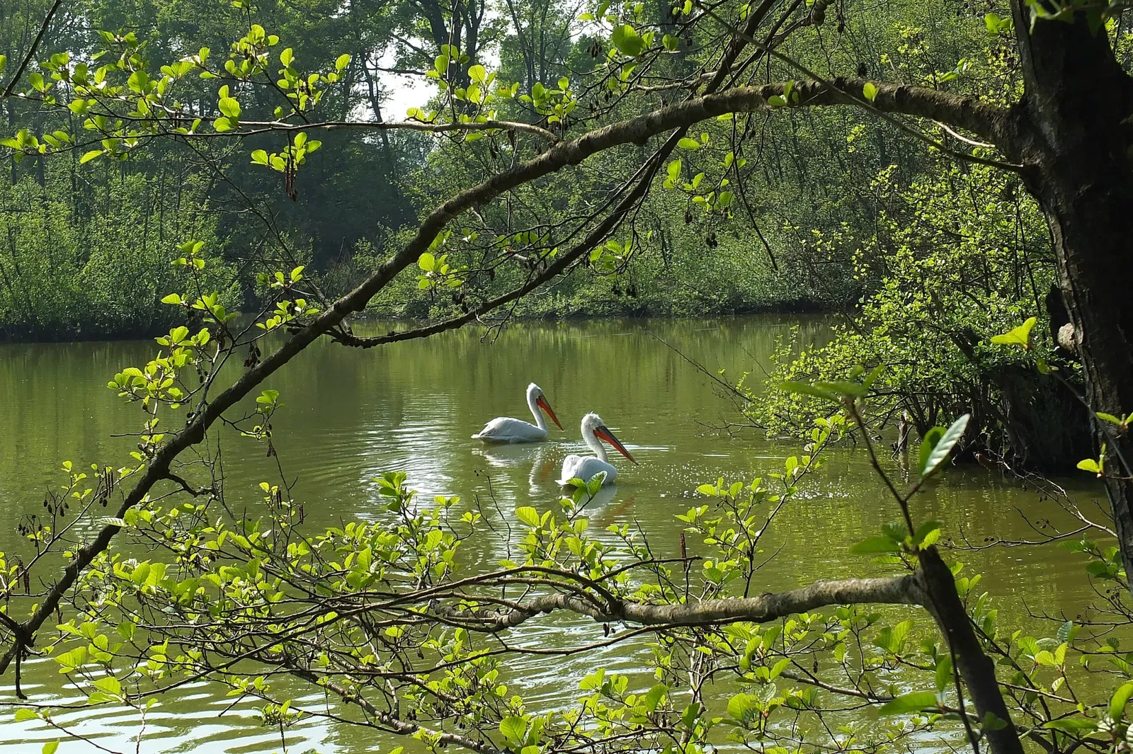 Parco Faunistico La Torbiera