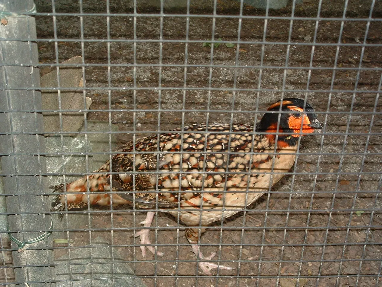 Parco Faunistico La Torbiera