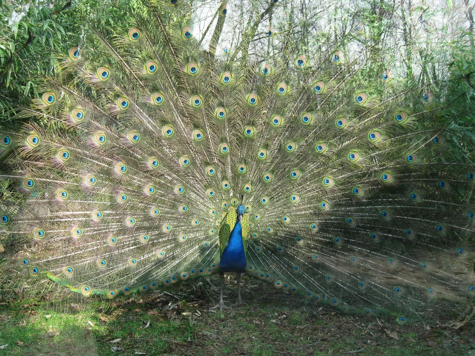 Parco Faunistico La Torbiera